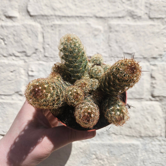 Mammillaria elongata (Ladyfinger Cactus) 2 varieties