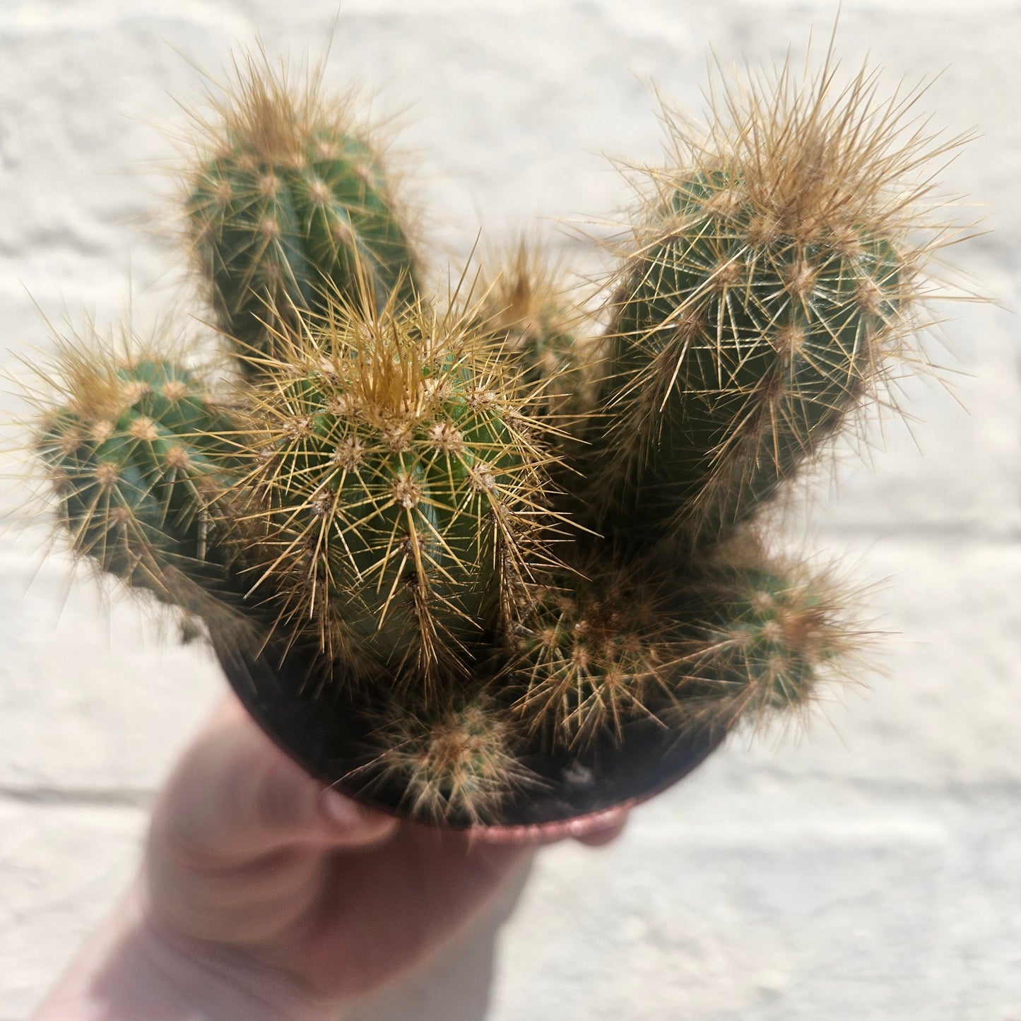 Pilosocereus pachycladus (Blue Columnar Cactus)
