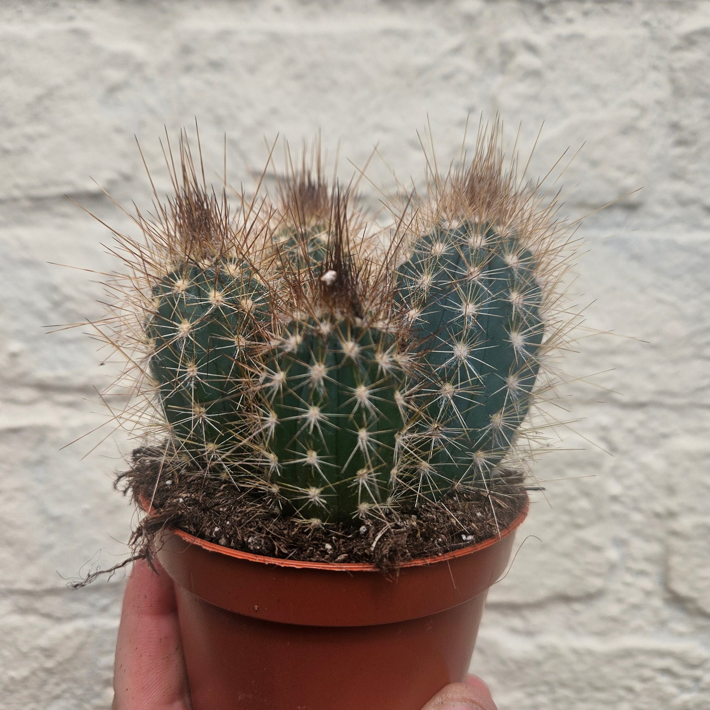 Xique xique gounellei syn. Pilosocereus gounellei (Chique- Chique cactus)