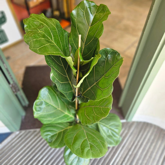 Ficus lyrata (Fiddle leaf fig)