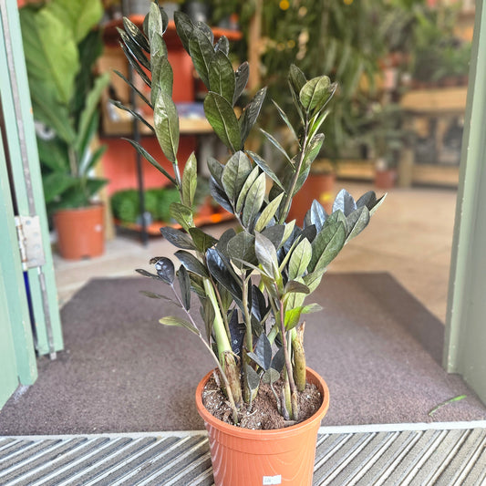 Zamioculcas zamiifolia 'Raven' (Black ZZ plant)