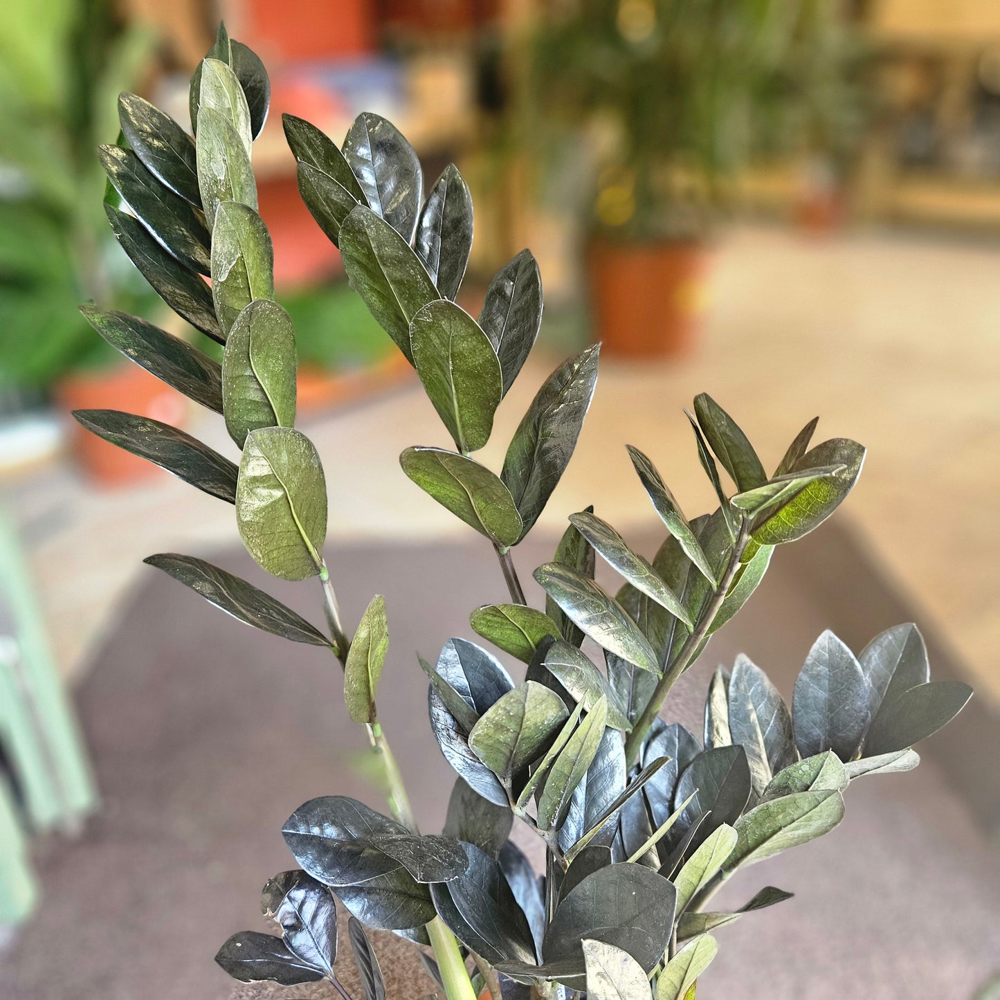 Zamioculcas zamiifolia 'Raven' (Black ZZ plant)