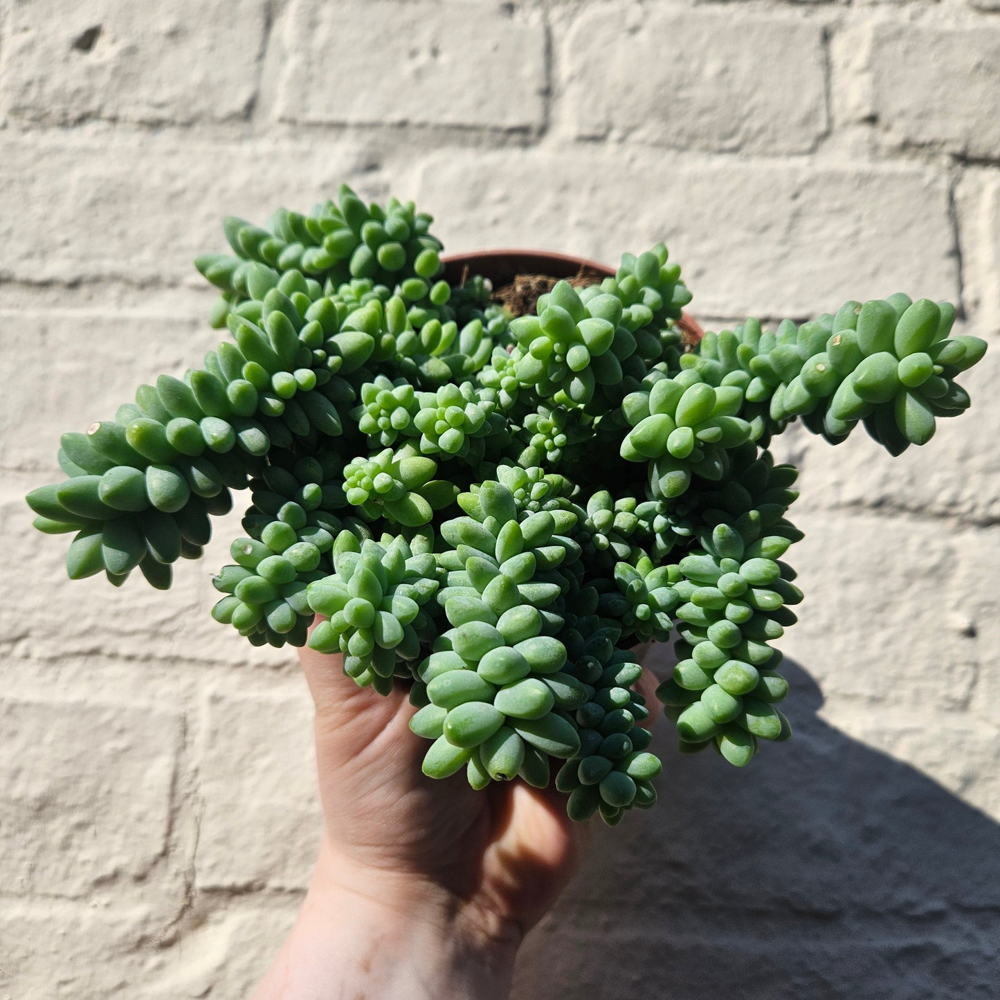 Sedum morganianum 'Burrito' (Burros Tail / Donkey Tail) Various sizes