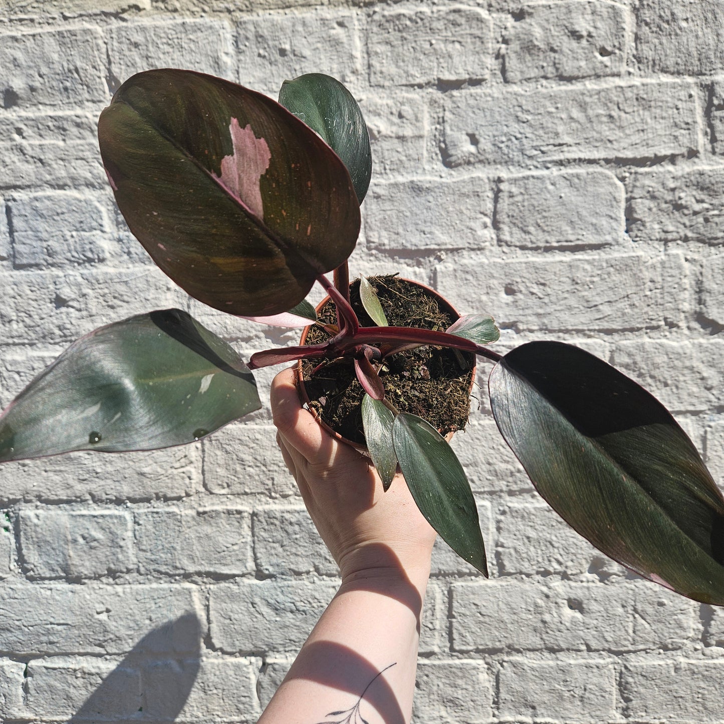 Philodendron Erubescens 'Pink Princess'