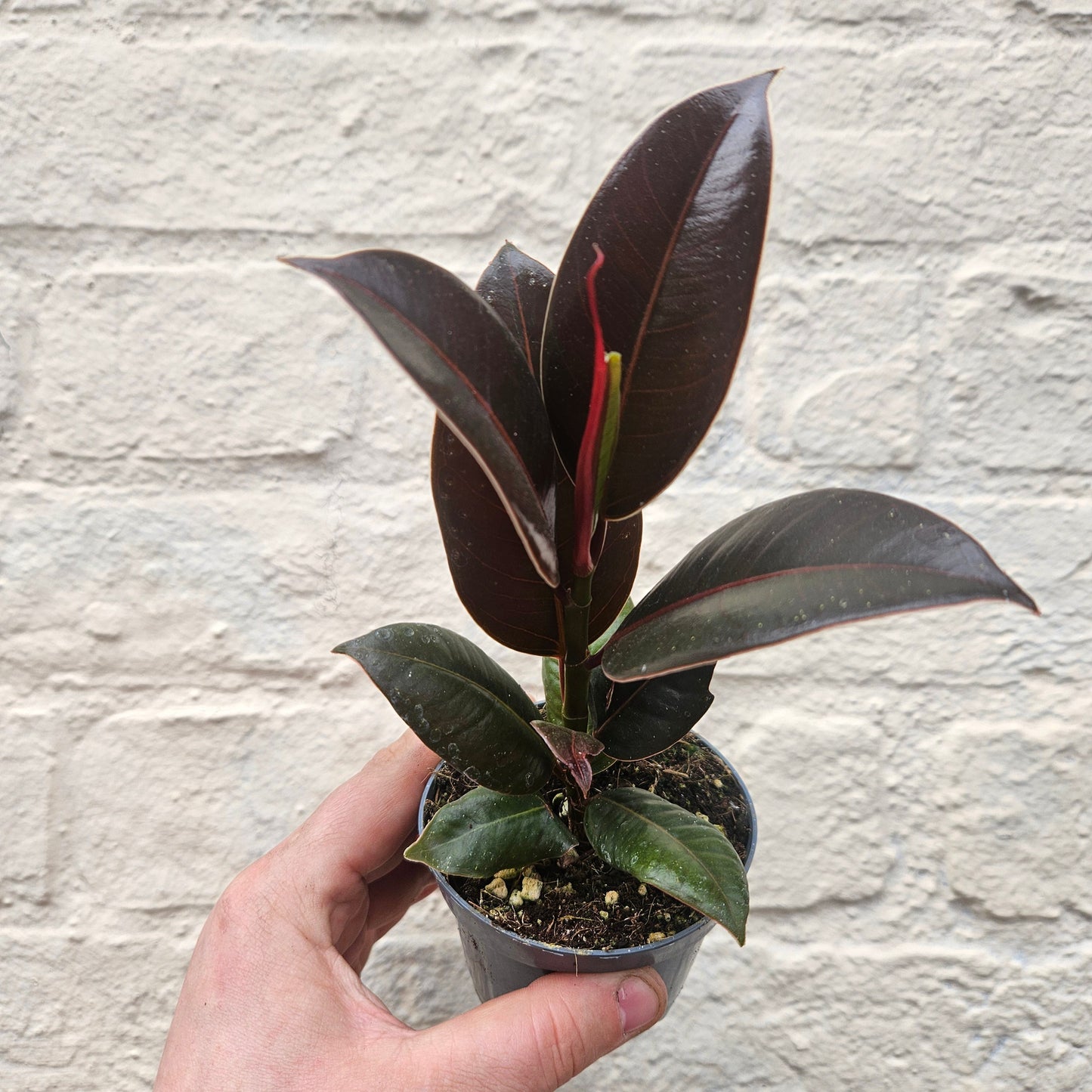 Ficus elastica (Rubber Plant) -6 varieties available