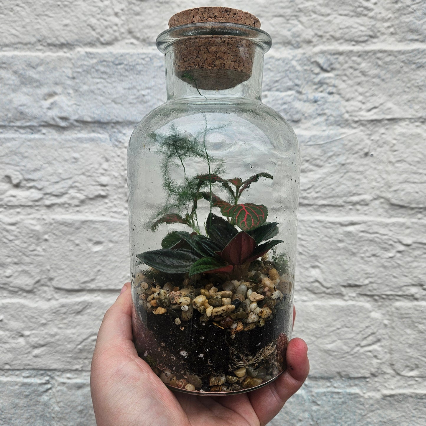 Small Closed Terrarium