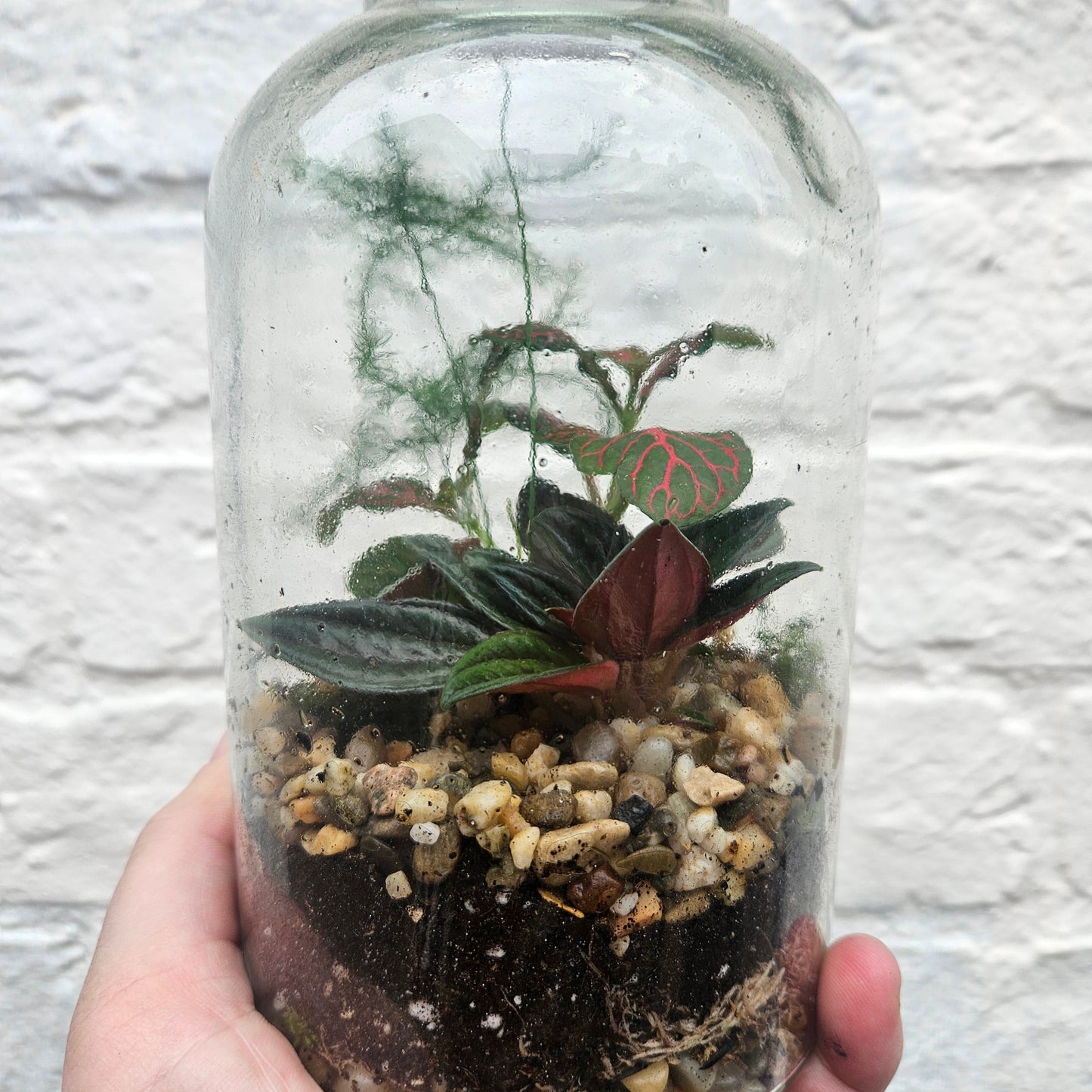 Small Closed Terrarium