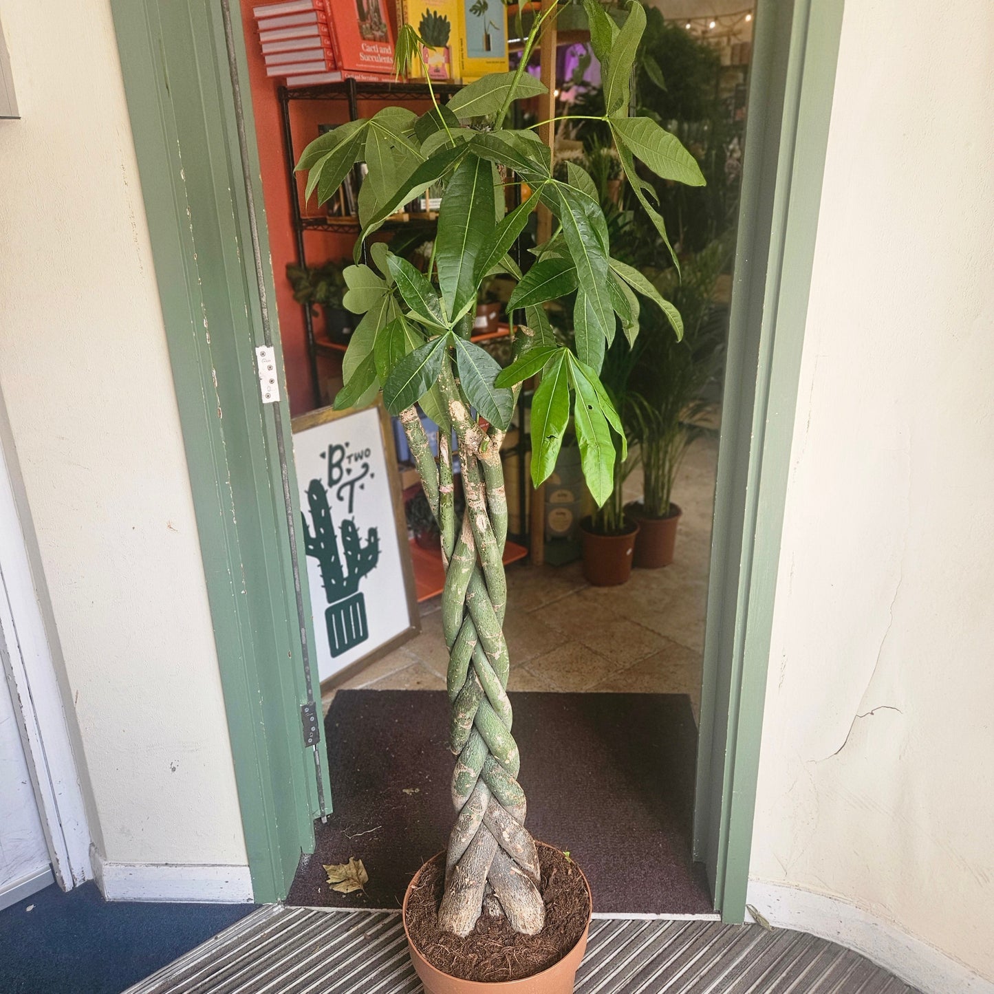 Pachira aquatica (Guiana Chestnut/ Money Tree)