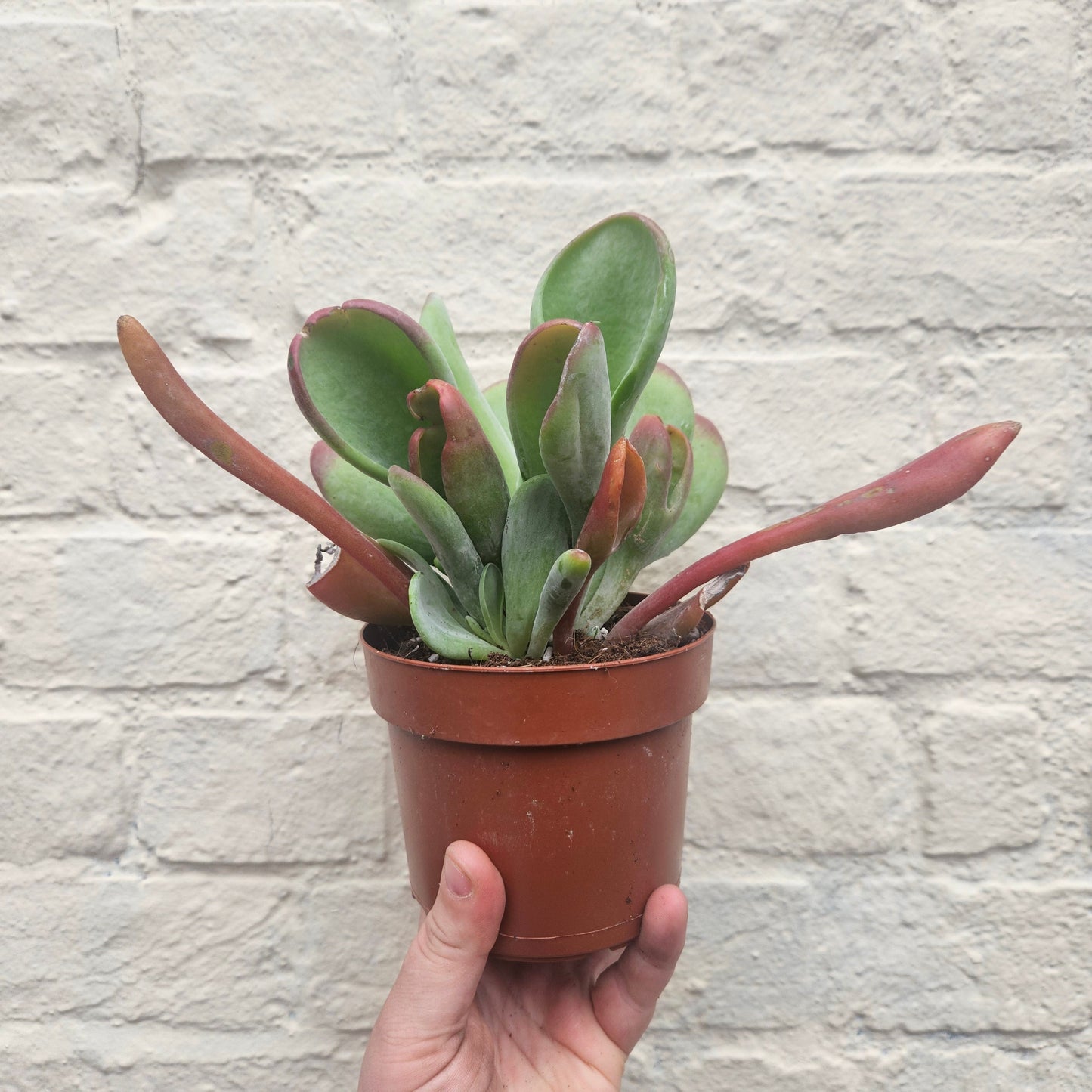 Kalanchoe luciae 'Oricula' (Paddle Plant)