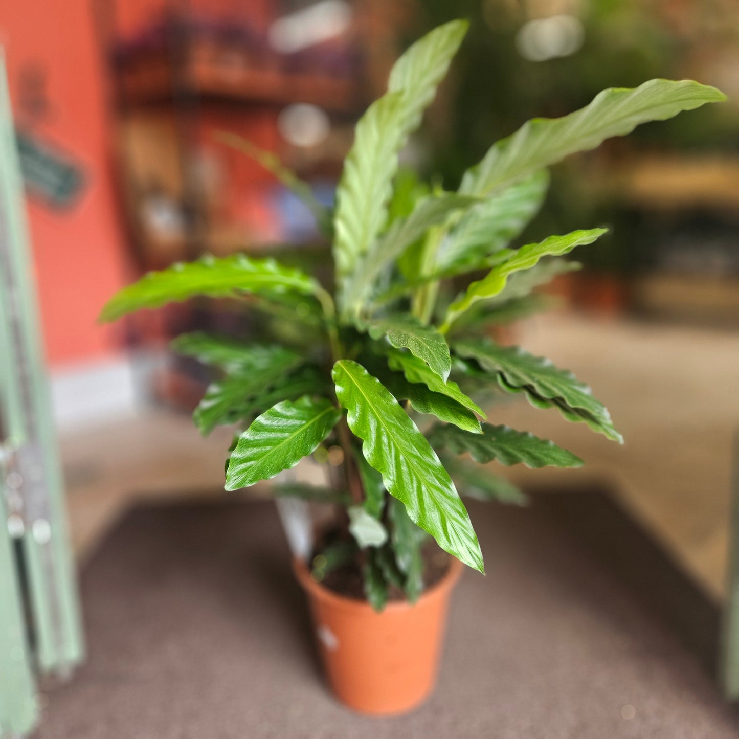 Calathea rufibarba (Velvet Calathea)