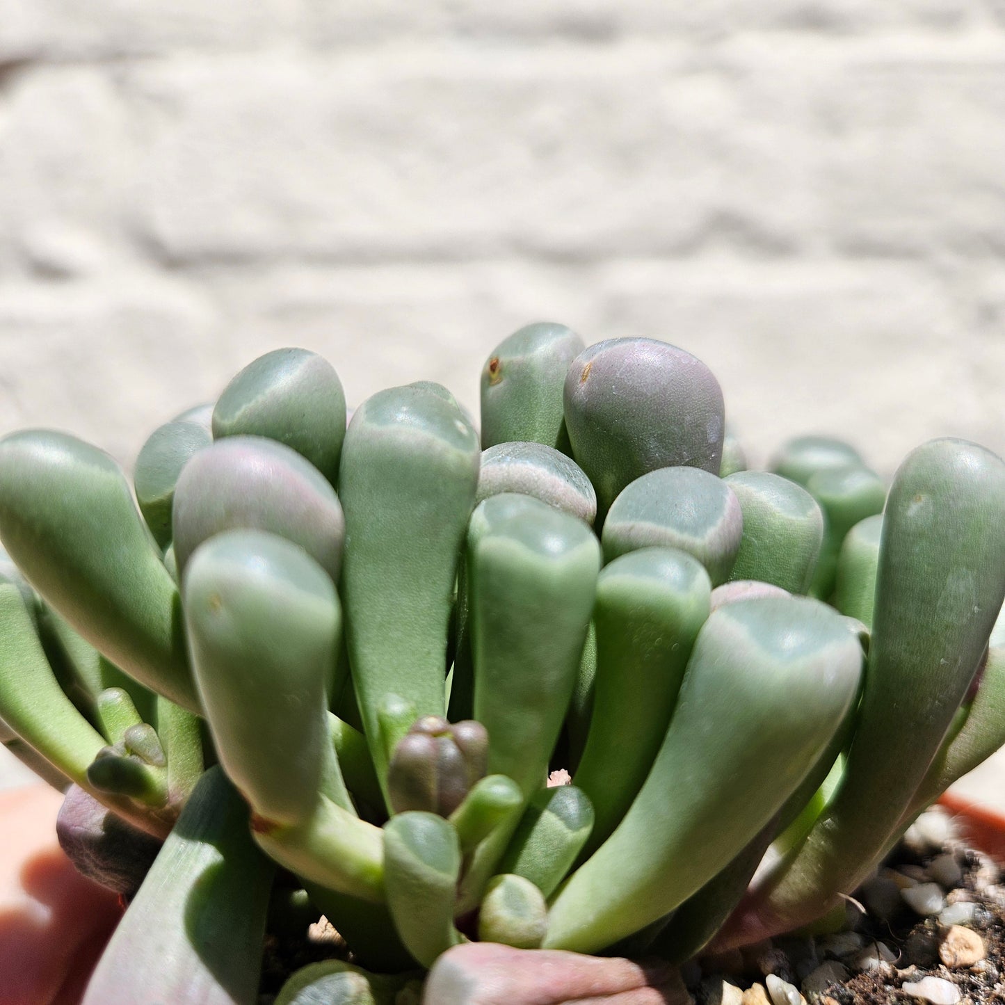 Fenestraria rhopalophylla subsp. aurantiaca 'Baby toes'