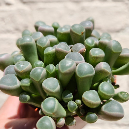 Fenestraria rhopalophylla subsp. aurantiaca 'Baby toes'