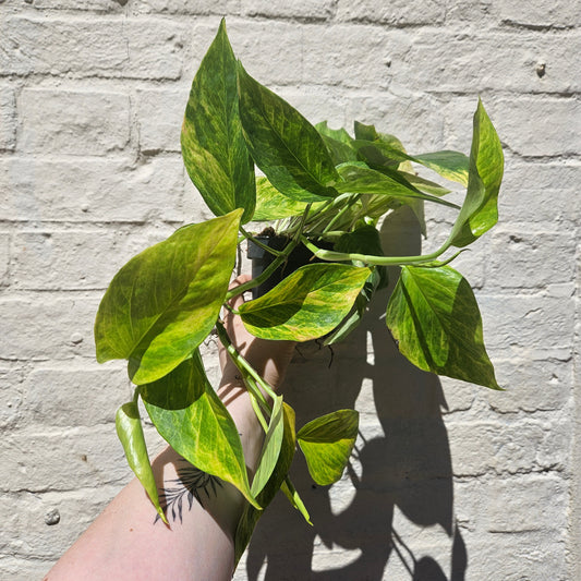 Epipremnum aureum 'Hi-Colour' (Pothos/Devils Ivy)