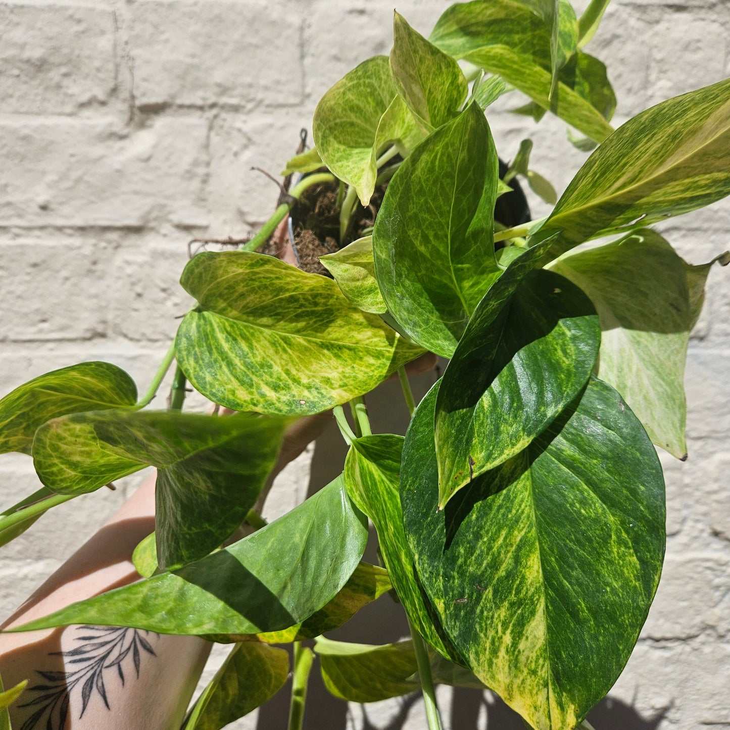 Epipremnum aureum 'Hi-Colour' (Pothos/Devils Ivy)