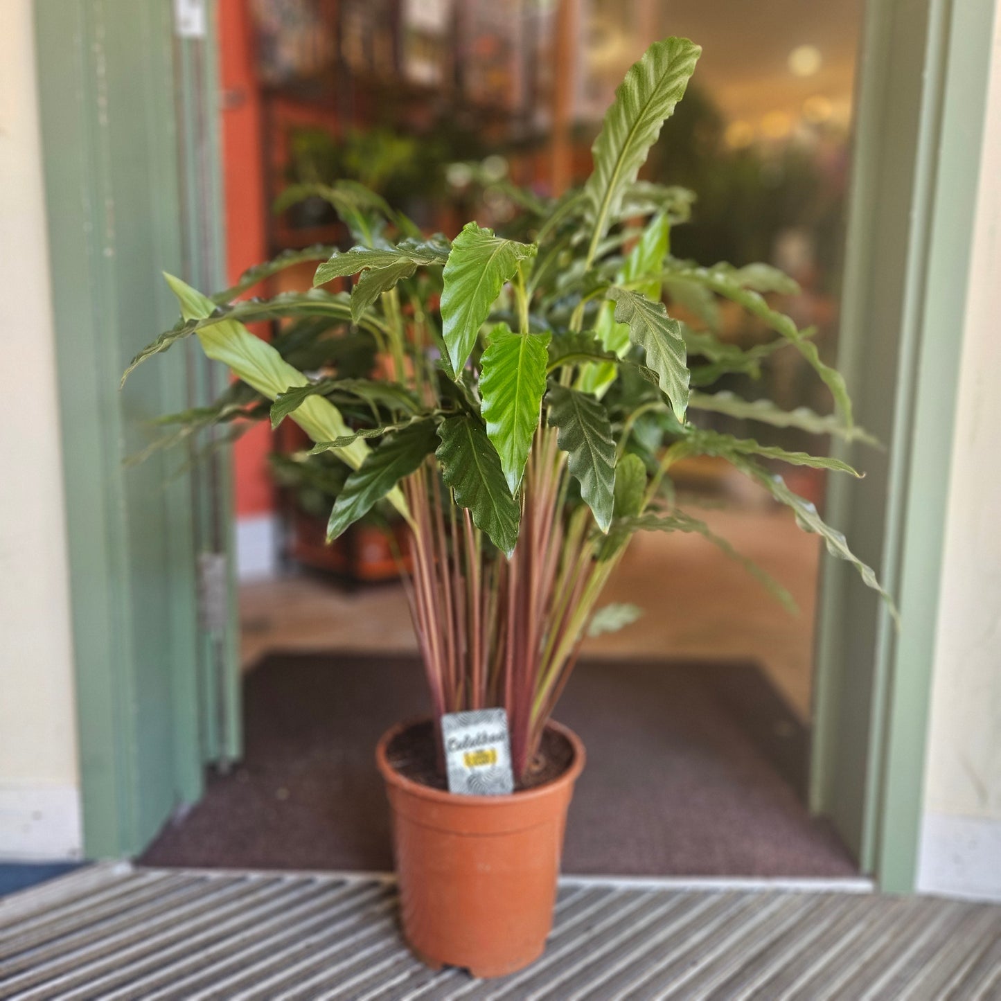 Calathea rufibarba (Velvet Calathea)