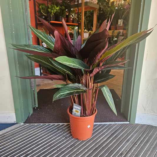 Stromanthe sanguinea 'Stripestar' (Calathea stripestar)
