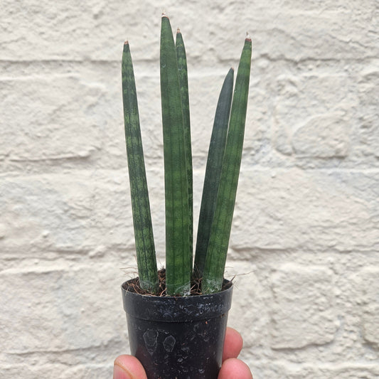 Sansevieria bacularis 'Mikado' (Snake Plant)