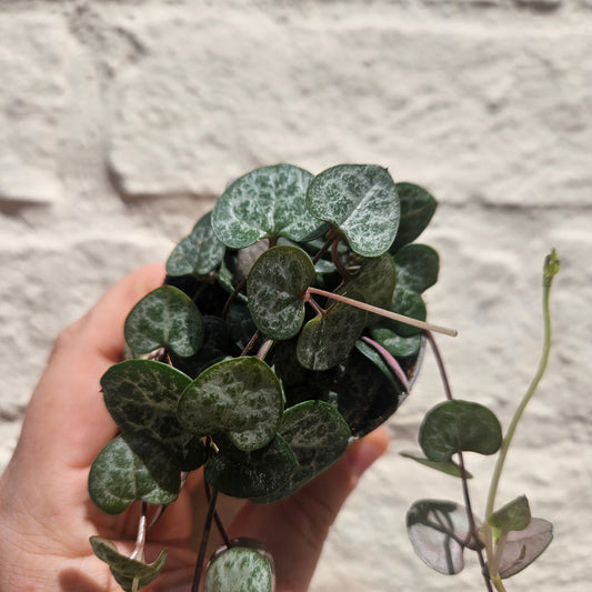 Ceropegia woodii (String of Hearts)