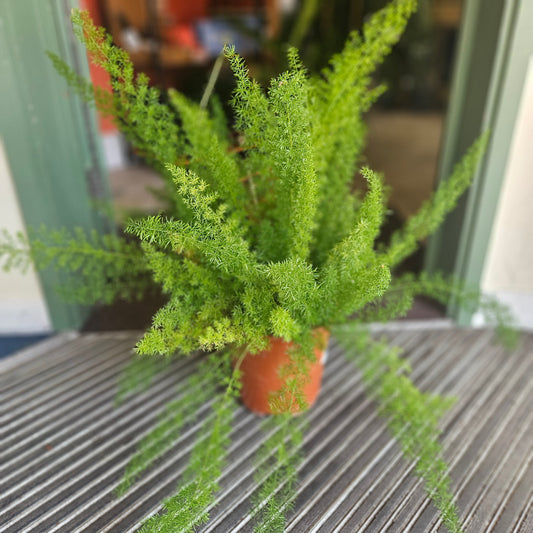 Asparagus densiflorus ‘Myersii’ (Foxtail Fern)