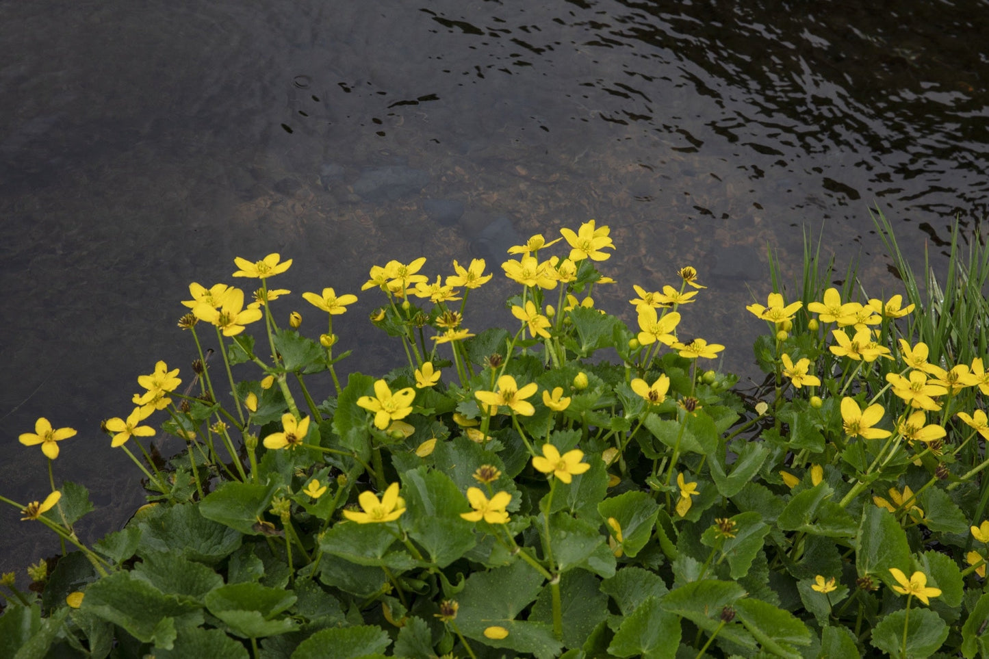 Caltha palustris