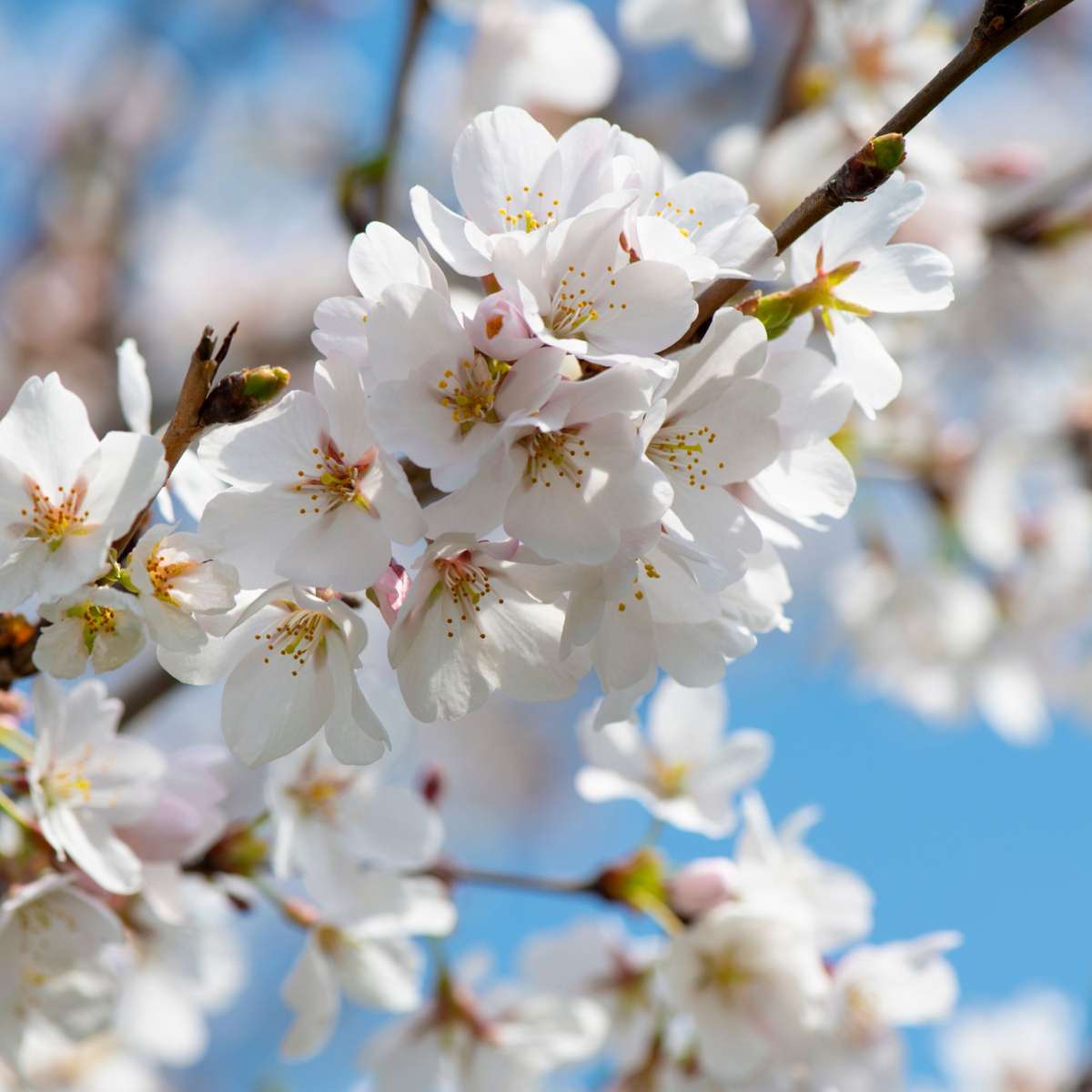 Cherry Tree - Prunus avium - Sweet Cherry - Height 90-110cm - ⌀23cm