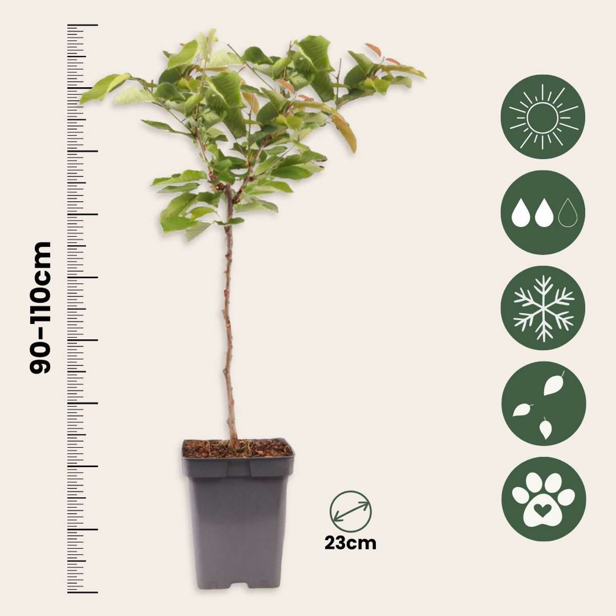 Cherry Tree - Prunus avium - Sweet Cherry - Height 90-110cm - ⌀23cm