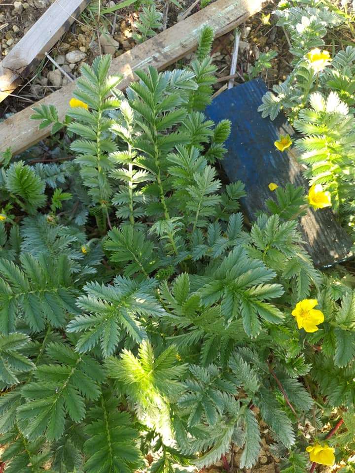 Potentilla hippiana (Colorado silvery cinquefoil) - Marginal Pond Plants - MP096A