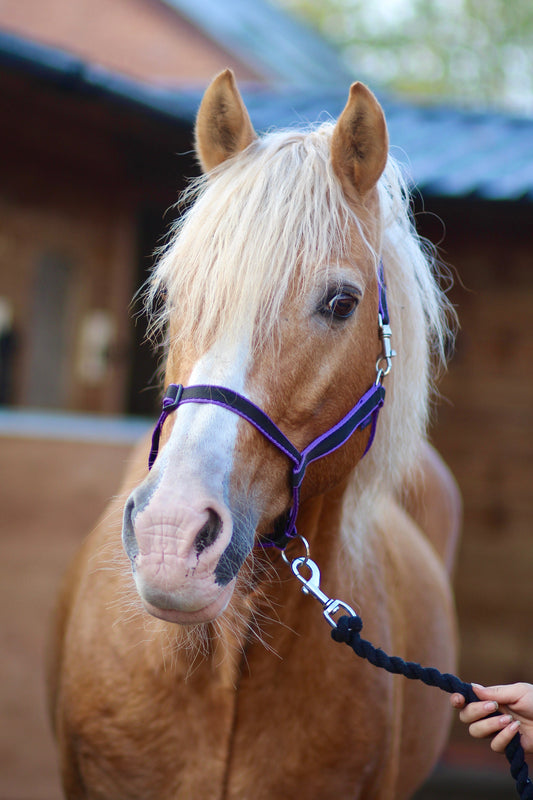 Treby Headcollar