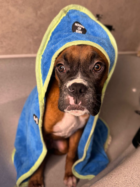 Eden's Orchard Dog Towel