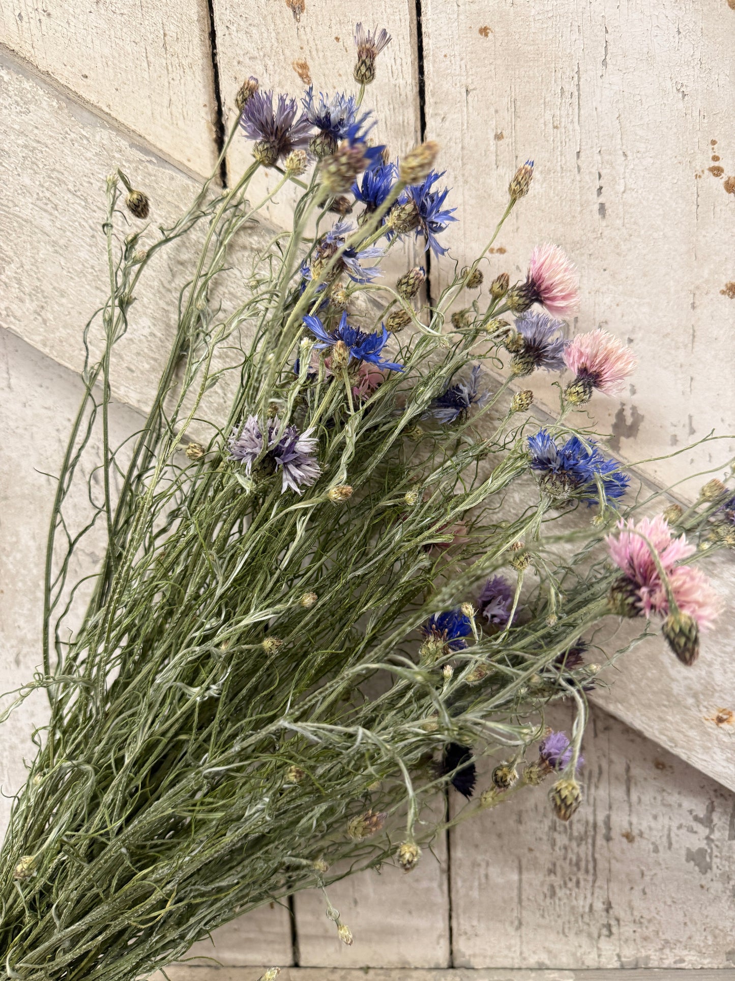 Cornflower Dried Flowers | Norfolk Meadow Bunch