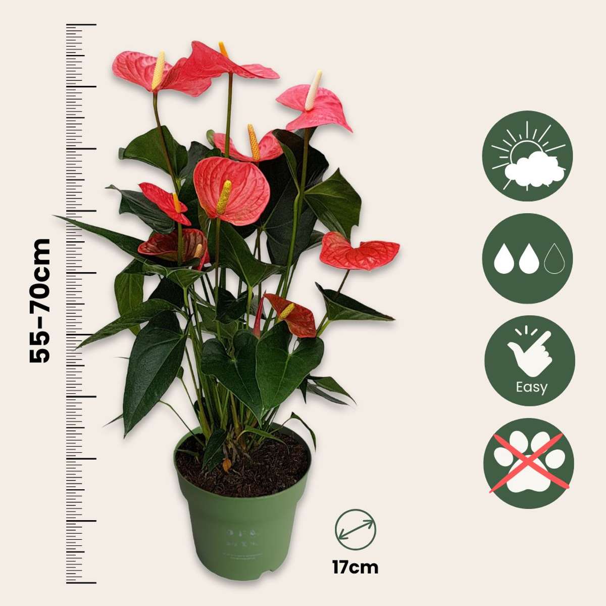 Laceleaf - Anthurium 'Maine Pink' - Height 55-70cm - ø17cm
