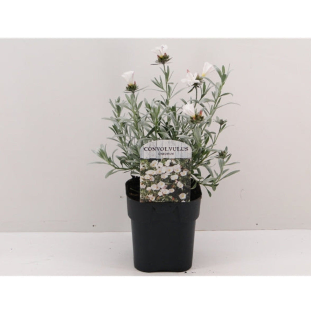 Convolvus cneorum (Silverbush) 9cm/1.5L/2L/3L