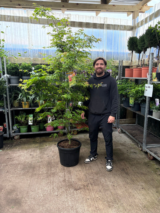 Acer palmatum 'Osakazuki' 35L / 50L