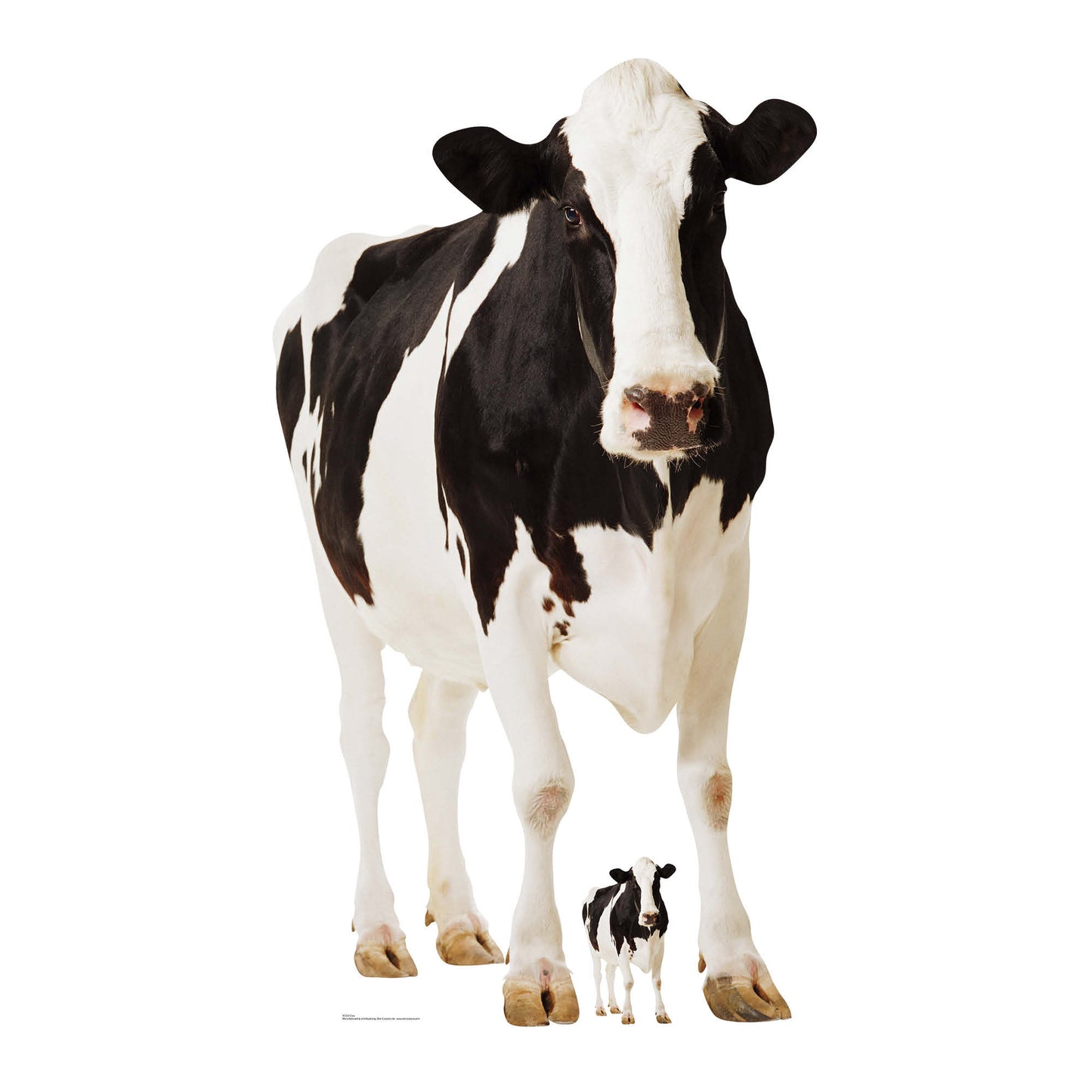 SC163 Cow Cardboard Cutout Height 165cm British Countryside