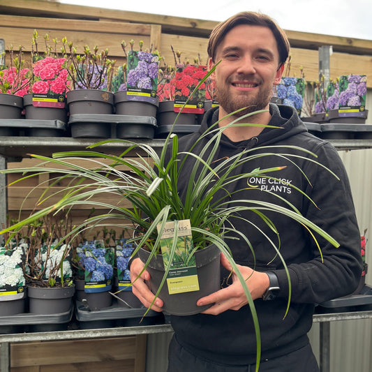 Carex oshimensis 'Irish Green' 2L / 3L