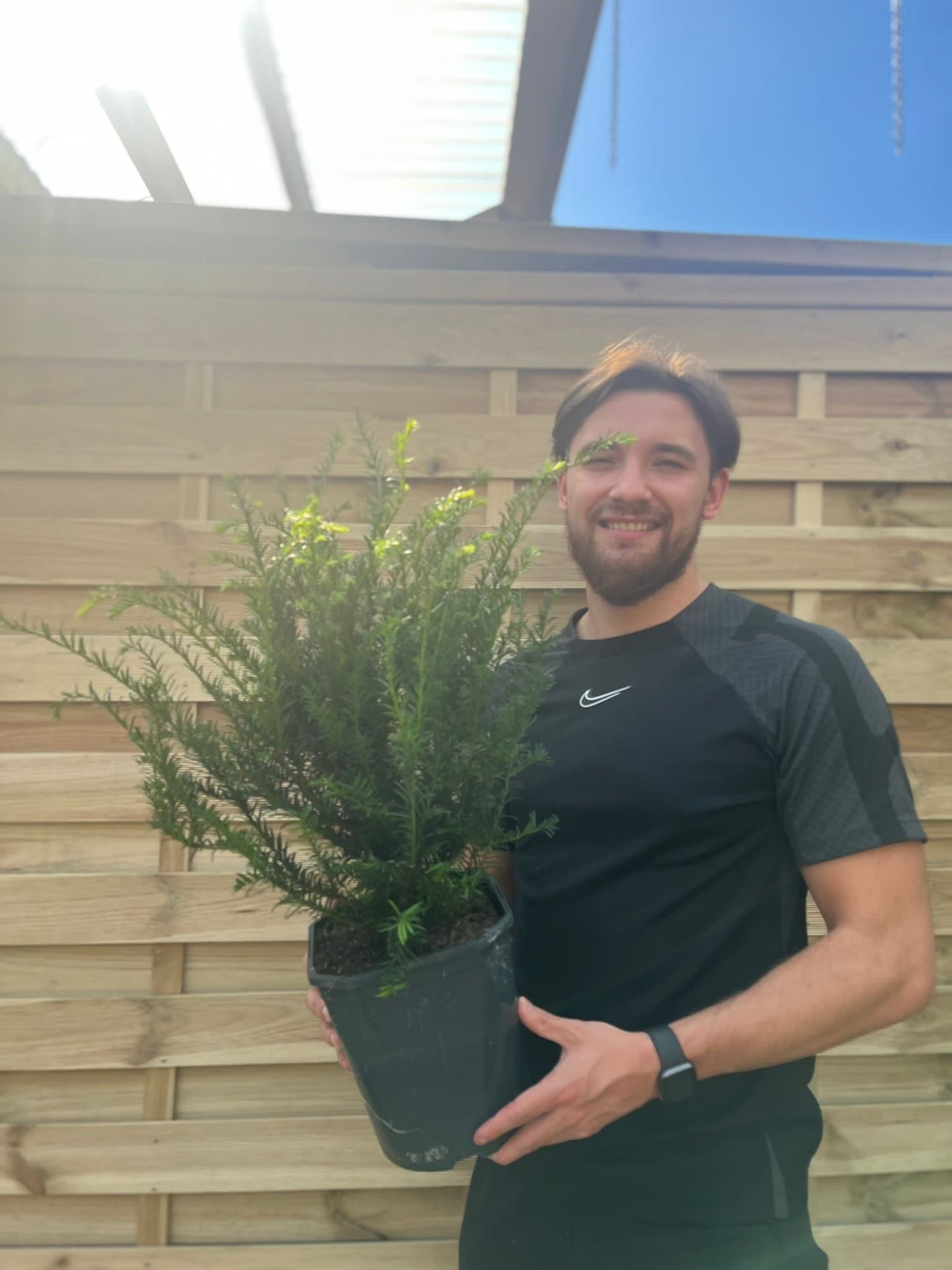 Yew Hedging - Taxus Baccata 9cm/2L