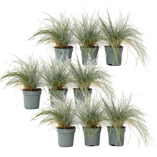 Blue fescue - 9 pcs. - Festuca glauca 'Elijah Blue' - Height 10-15cm - ⌀9cm