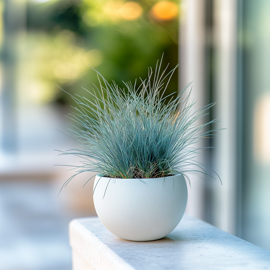 Blue fescue - 18 pcs. - Festuca glauca 'Elijah Blue' - Height 10-15cm - ⌀9cm