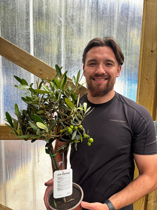 Olive Tree | Hardy Evergreen Potted Tree | 50-60cm
