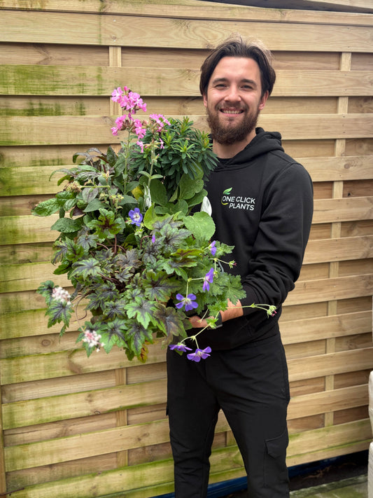 Special offer Perennial Mix