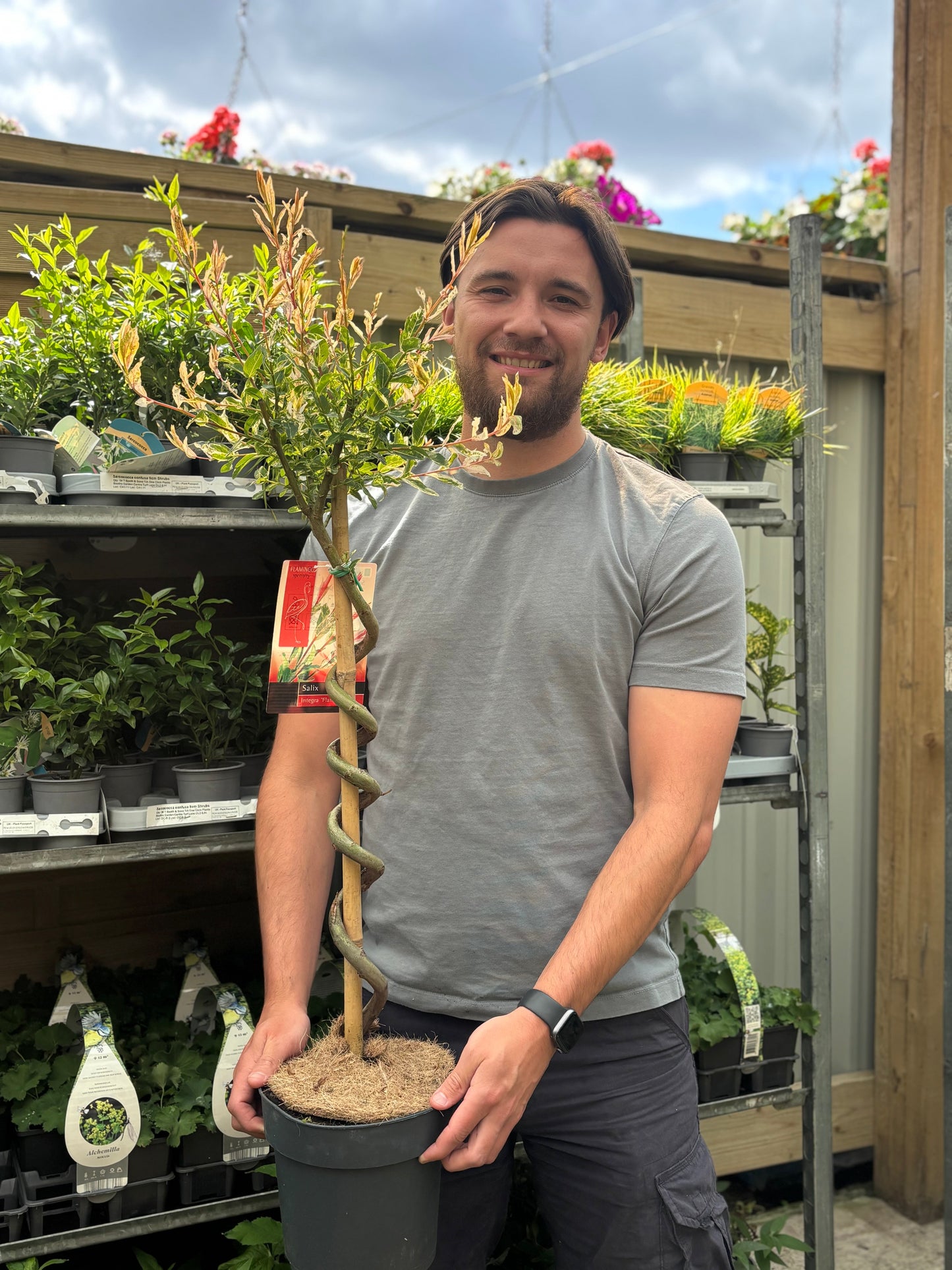 Salix intergra 'Hakuro - Nishiki' SPIRAL Flamingo Dwarf Willow Tree (80-90cm)