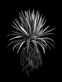 David Ballam - Aloe 19