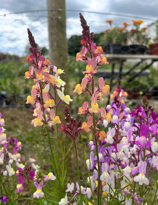 Linaria Fairy Bouquet Mix