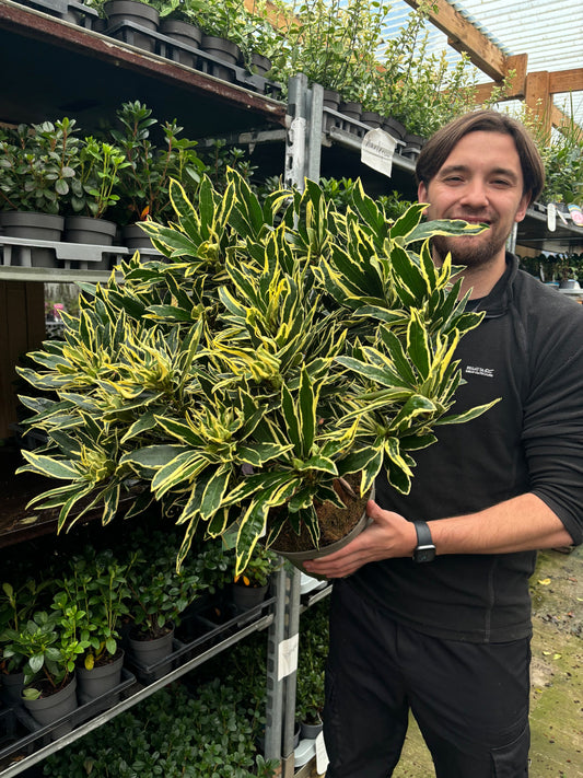 Rhododendron ponticum €˜Variegata€™ 5L