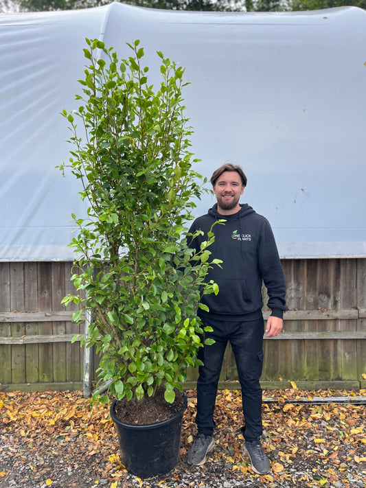 6-7ft Griselinia llitoralis (180-210cm) 40L