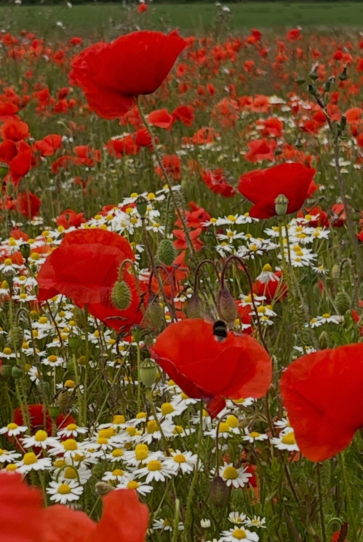 Poppy Flanders Red