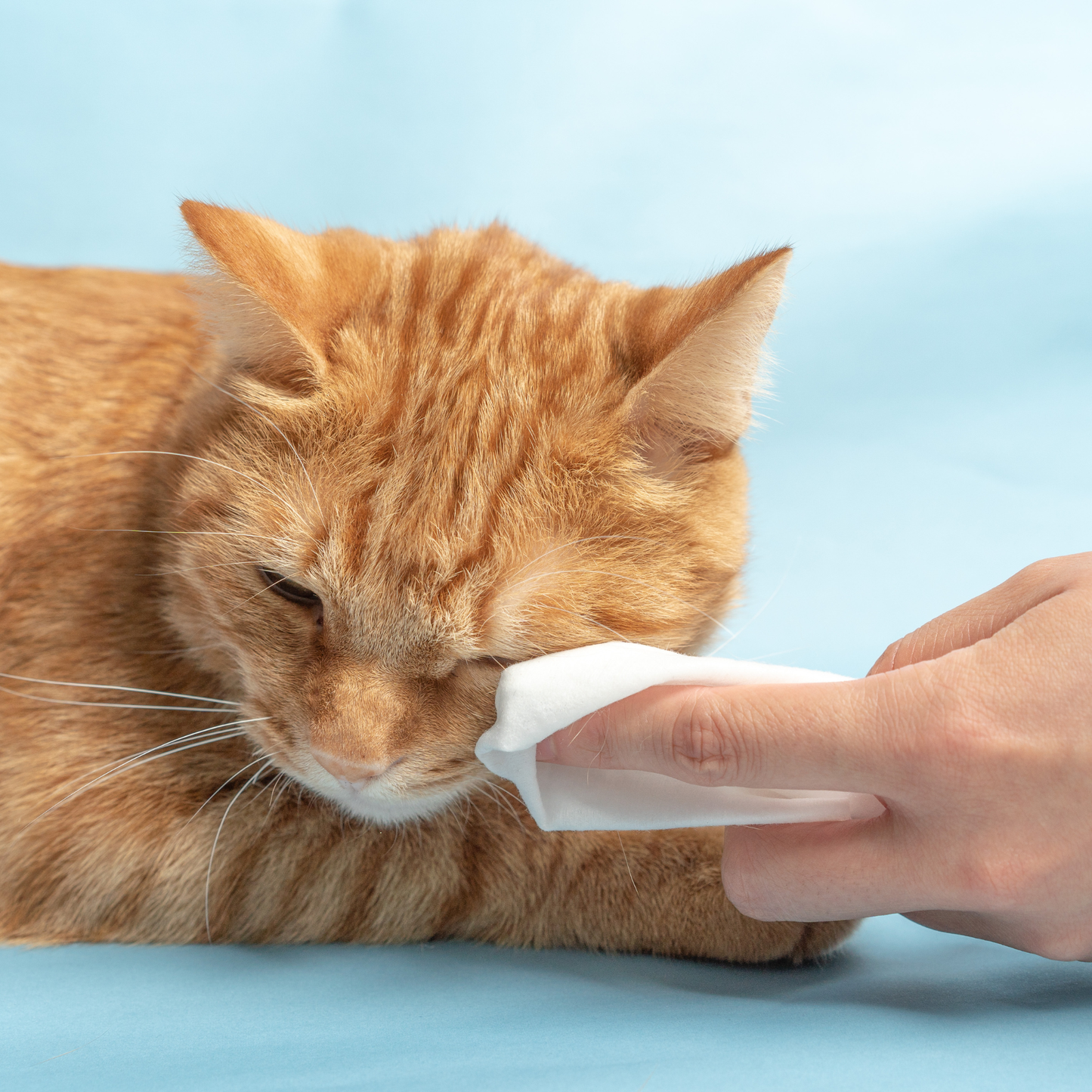 pidan Cleaning Wipes for Pets （ Fragrance Free）