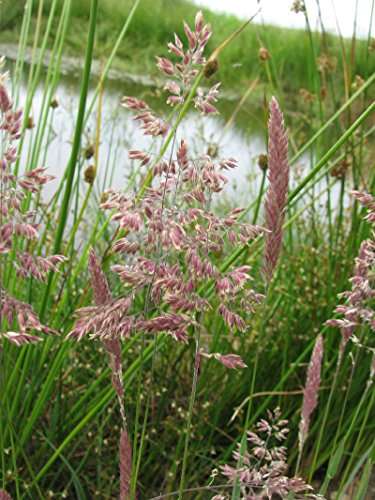 Glyceria maxima (Reed sweet grass) - Marginal Pond Plants - MP040