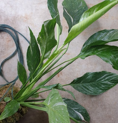 31/01/2026 at 11am Kokedama workshop- the art of moss balls