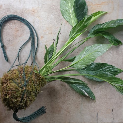 02/05/2026 at 11am Kokedama workshop- the art of moss balls